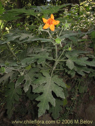 Bild von Loasa acanthifolia (). Klicken Sie, um den Ausschnitt zu vergrössern.